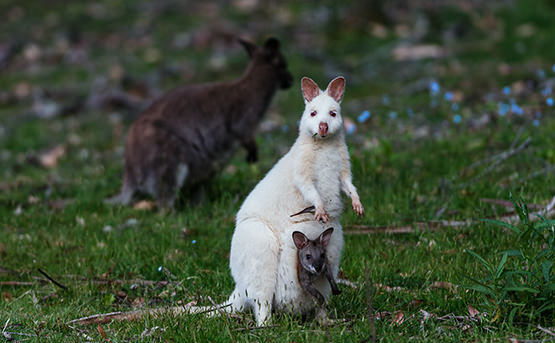 Bruny Island White Wallabies